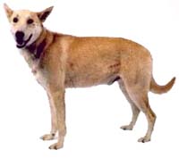 american_dingo