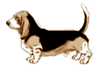 basset-02