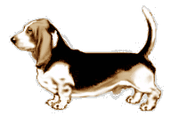 basset-04