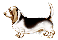 basset-05