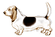 basset-06