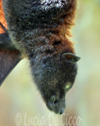 bat3