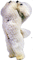 bichon2