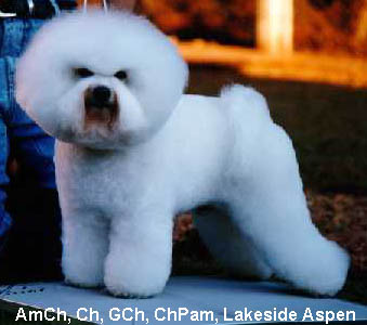 bichon4