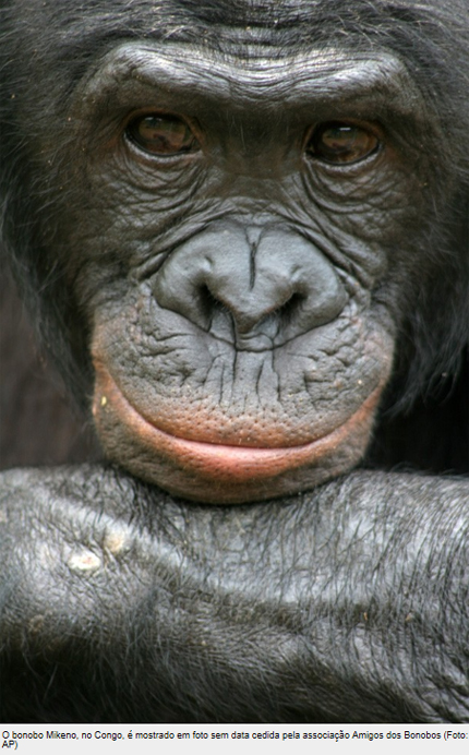 Macaco Chimpanzé Macho