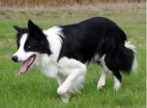 border_collie