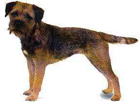 border_terrier