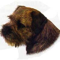 border_terrier2