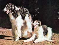 borzoi2