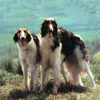 borzoi3