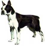 boston_terrier2