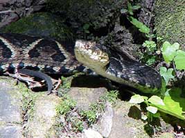 bothrops_jararacussu1_mini