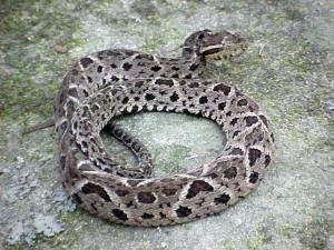 bothrops_jararacussu_filho