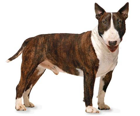 bull_terrier