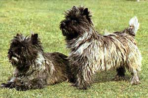 cairn_terrier