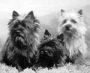 cairn_terrier1