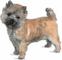 cairnterrier