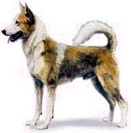 canaan_dog