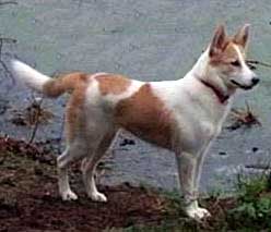 canaan_dog2