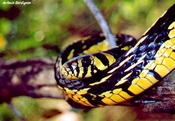 CANINANA, Cobras Brasileiras #4