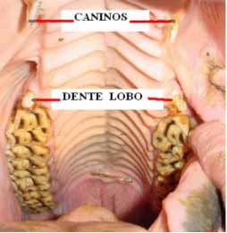 cavalo_dente_ciro02