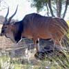 chamada_eland