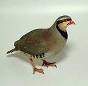 chukar