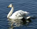 cisne-cantor