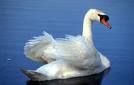 cisne_mudo