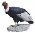 condor-dos-andes