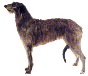 deerhound