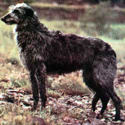 deerhound2