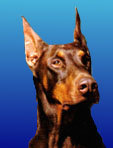 doberman