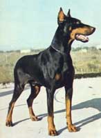 doberman02