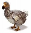 dodo