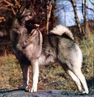 elkhound