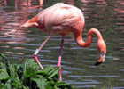 flamingo5
