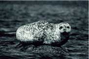 foca4