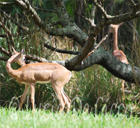 gerenuk4