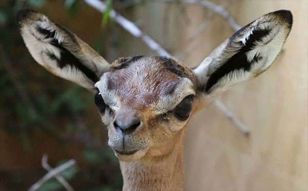 gerenuk_nuk