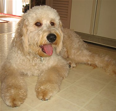 goldendoodle