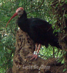 ibis-calvo