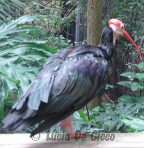 ibis-calvo3