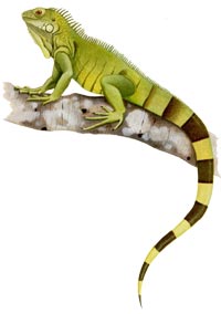 iguana_verde