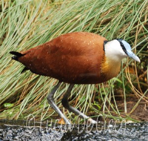 jacana