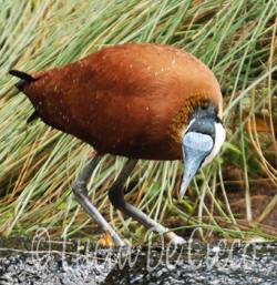 jacana2