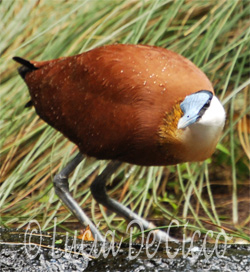 jacana3