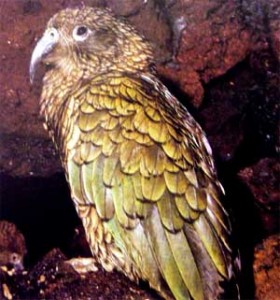 kea2