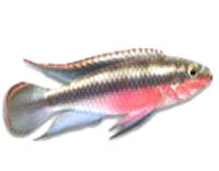 kribensis