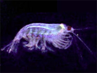 krill1